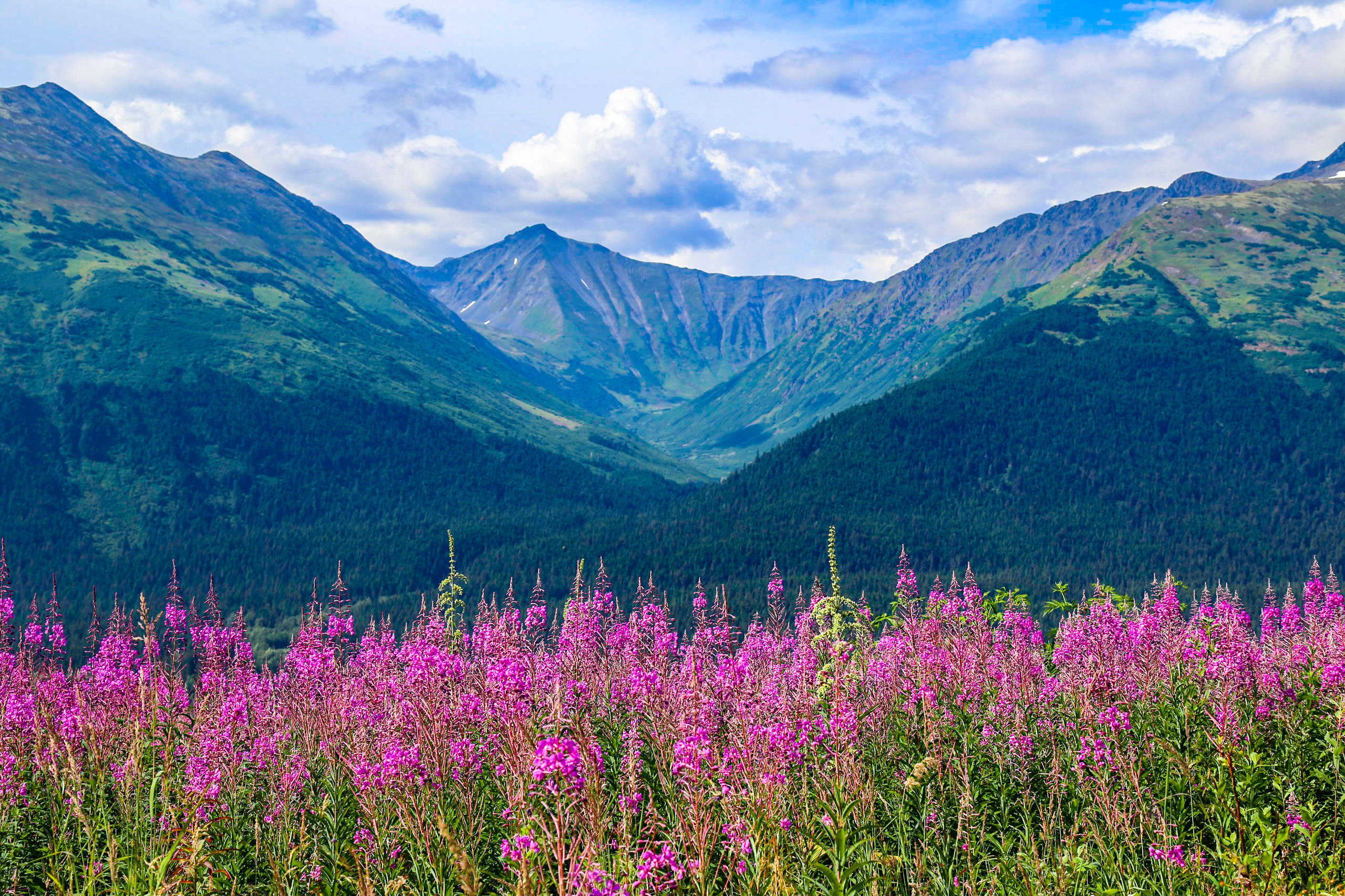 Fireweed in Anchorage, Alaska.