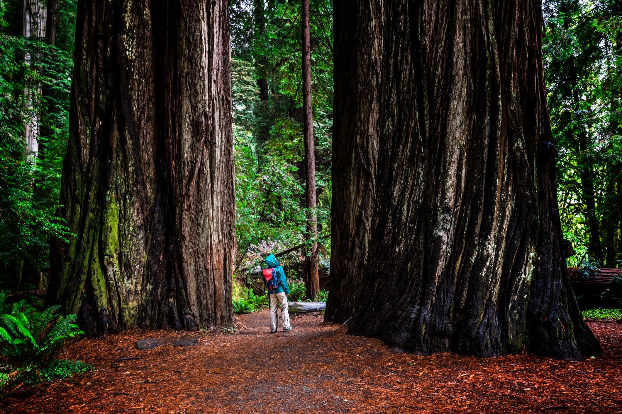 Hiker on trail through Redwoods Forest in California.
